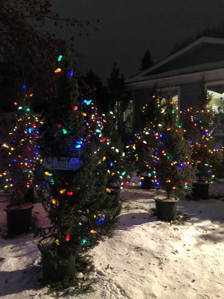 Christmas Tree lights